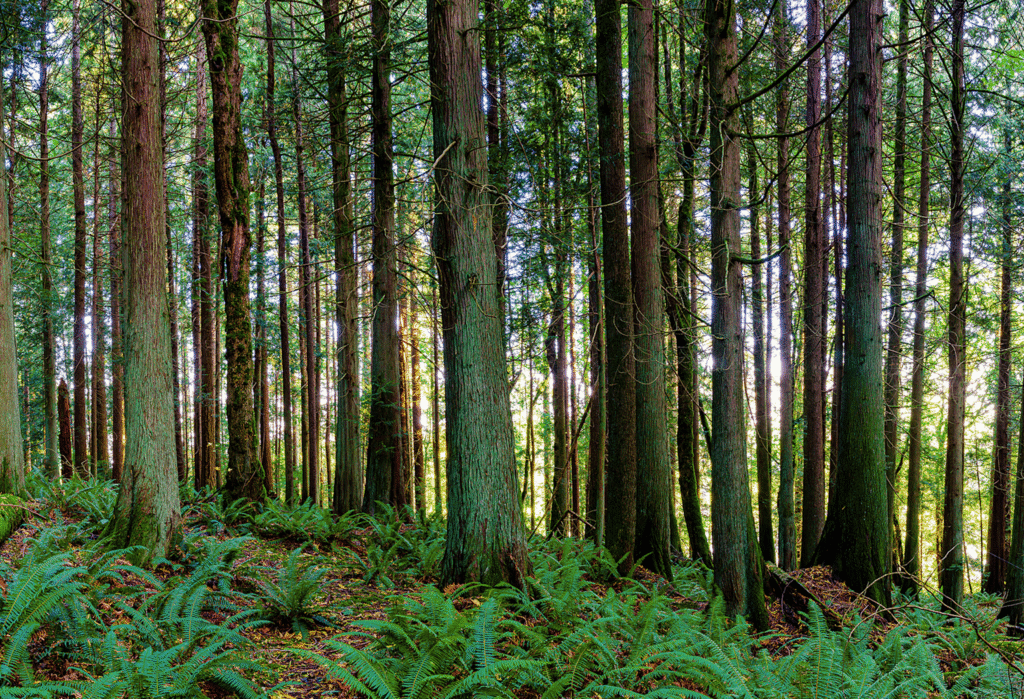 Dense healthy forest with tall trees and green ferns covering the forest floor in natural daylight